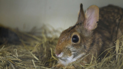 Imagen de El zoo del Bronx (T3): Conejos bebés, un mundo muy grande - 2