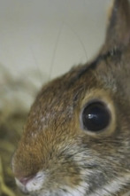Imagen de El zoo del Bronx (T3): Conejos bebés, un mundo muy grande - 1