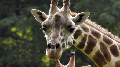 Imagen de El zoo del Bronx (T3): Jirafa en la ciudad - 2
