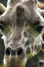 Imagen de El zoo del Bronx (T3): Jirafa en la ciudad - 1
