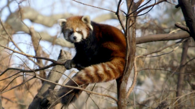 Imagen de El zoo del Bronx (T3): Willow está mejorando - 2