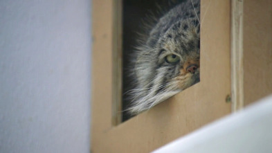 Imagen de El zoo del Bronx (T3): El nuevo recinto de los gatos gruñones - 2