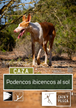 Imagen de Podencos ibicencos al sol - 1