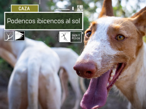 Imagen de Podencos ibicencos al sol - 2