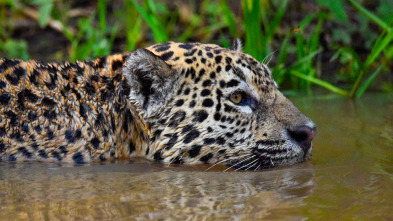 Imagen de La ruta del oro con...: El Santo Grial de roca dura - 2