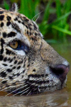 Imagen de La ruta del oro con...: El Santo Grial de roca dura - 1