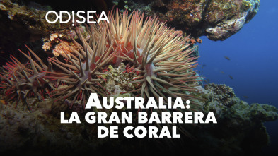 Australia: La Gran Barrera de Coral en peligro 