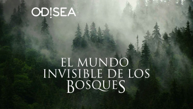 El mundo invisible de los bosques 