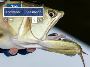 Imagen de Arowana: el pez mono - 2