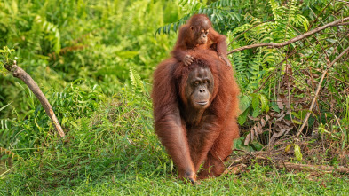 Viajando sin dejar huella: Borneo