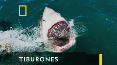 Tiburones 