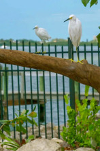 Superpiscinas (T2): Para los pájaros