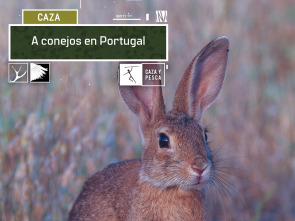 A conejos en Portugal