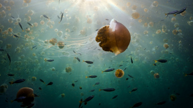 Imagen de Asia: Bajo las olas - 10