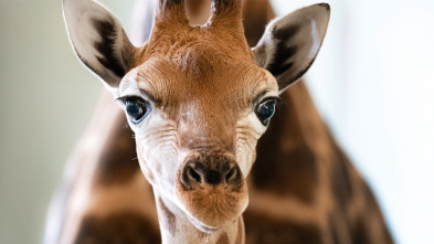 Imagen de The Irwins (T3): Un pedido de un bebé girafa - 2