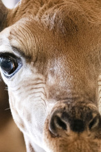 Imagen de The Irwins (T3): Un pedido de un bebé girafa - 1