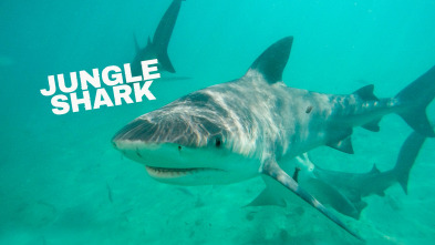 Imagen de Tiburones en la jungla - 2