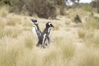 Imagen de Mi amigo el pingüino - 7