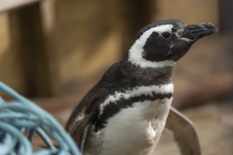 Mi amigo el pingüino