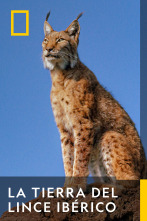 Imagen de La tierra del lince ibérico  - 1