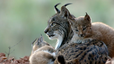 Imagen de La tierra del lince...: Invierno - 1