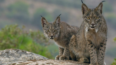 Imagen de La tierra del lince...: Primavera - 1