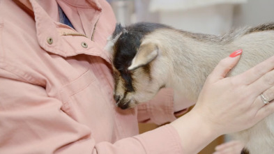 Veterinarios de Nebraska: Tienes un amigo en mí