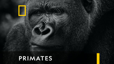 Primates 