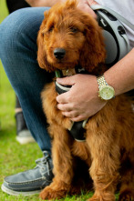Imagen de The Dog House (T2): Ep.6 - 1