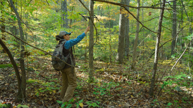 El futuro de la naturaleza: Bosques