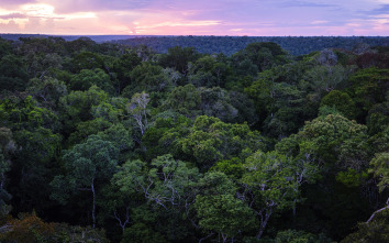 El futuro de la naturaleza: Bosques