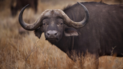 Imagen de A punto con... (T1): Grandes cartuchos africanos - 4