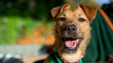 Imagen de The Dog House (T4): Ep.1 - 2