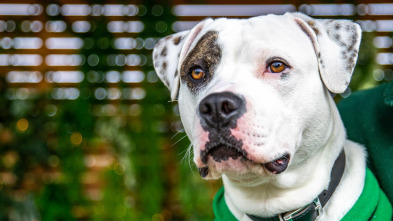 Imagen de The Dog House (T4): Ep.4 - 2