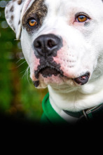 Imagen de The Dog House (T4): Ep.4 - 1