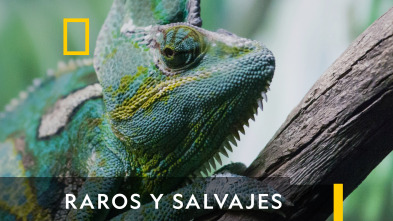 Raros y Salvajes 