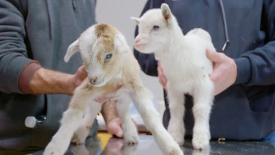 Imagen de Veterinarios de... (T2): No mezas a la cabra - 1