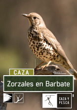 Imagen de Zorzales en Barbate - 1