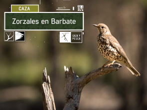Imagen de Zorzales en Barbate - 2