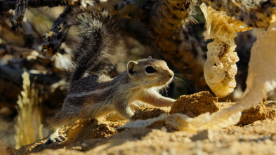 Micromundos: El desierto