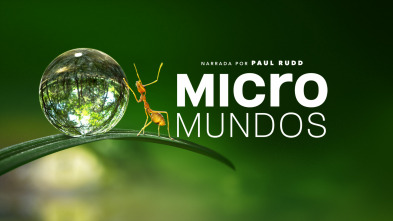 Micromundos 