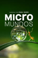 Micromundos 