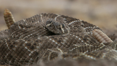 República Reptil: El reino de la serpiente cascabel