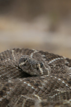 República Reptil: El reino de la serpiente cascabel