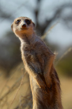 Sonidos terrestres: Desiertos africanos