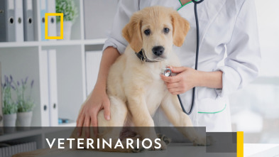 Veterinarios 