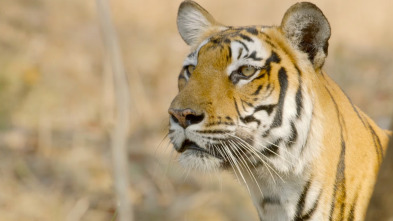 Wild India: El bosque monzónico