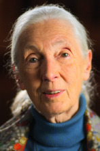 Carta a…: Jane Goodall