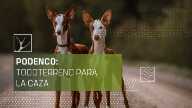 Podenco: todoterreno para la caza