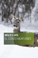 Wild Luis: El Corzo montañés